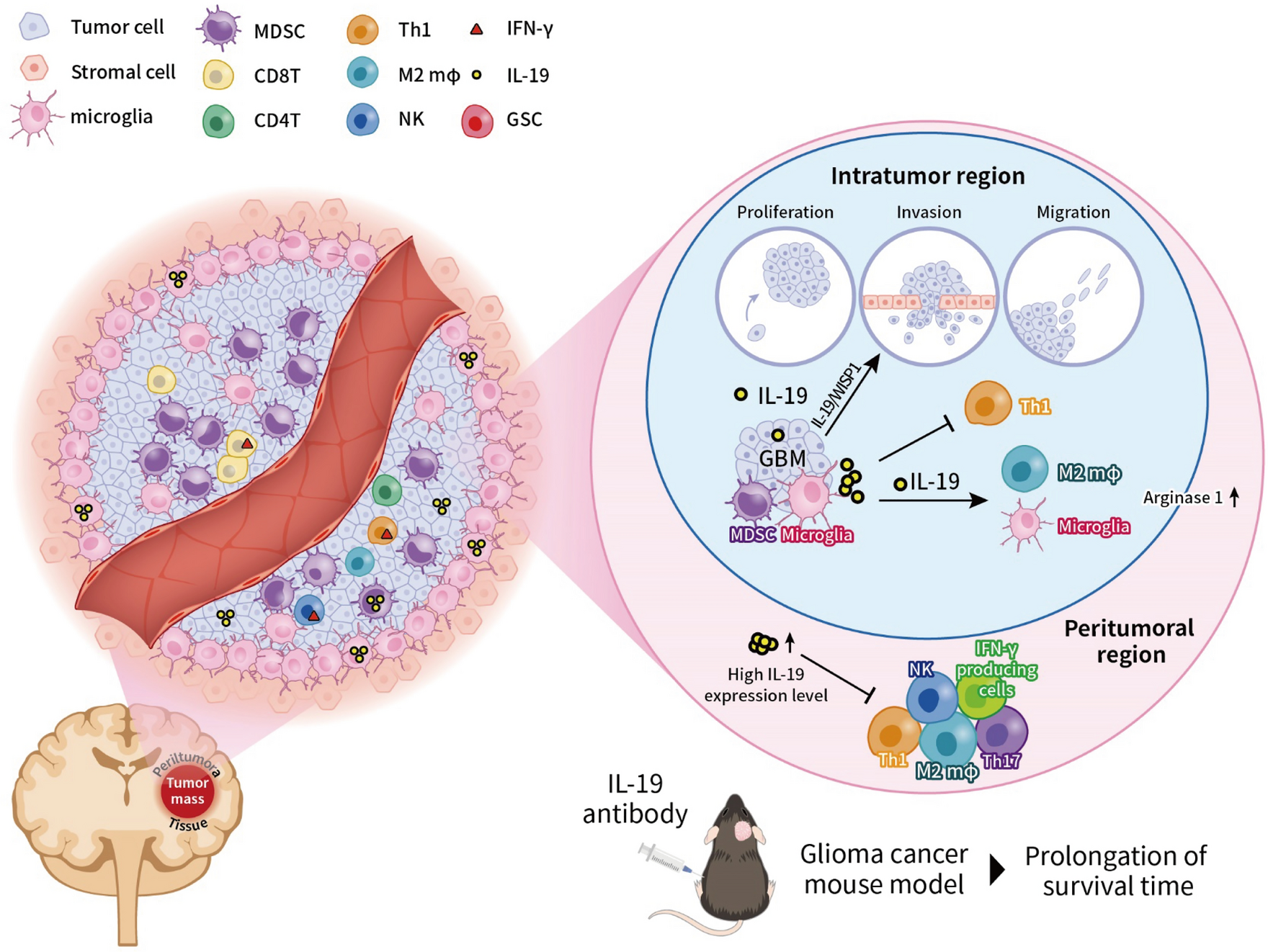 IL-19 as a promising theranostic target to reprogram the glioblastoma immunosuppressive microenvironment