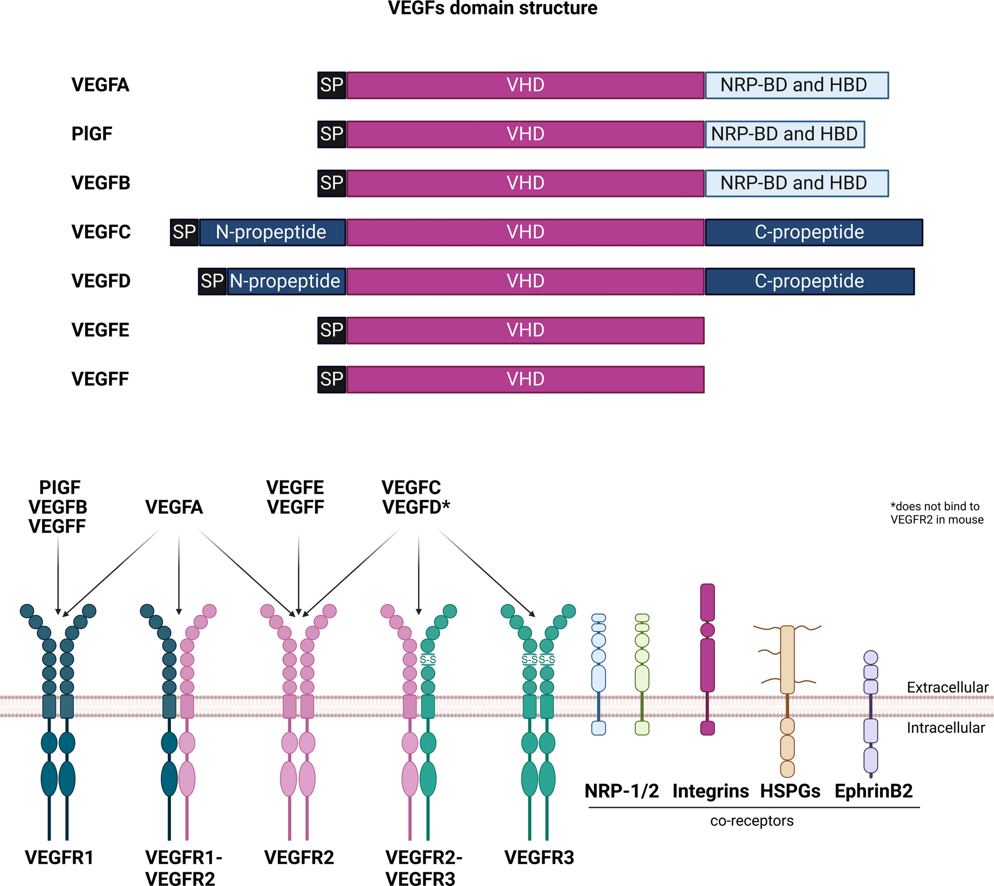Beyond vessels: unraveling the impact of VEGFs on neuronal functions and structure