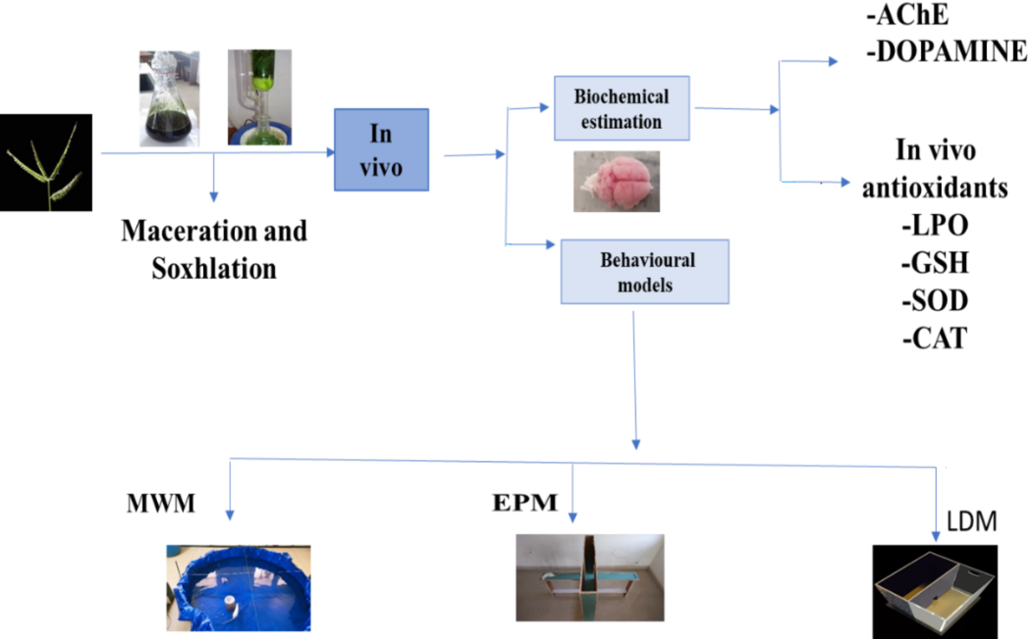 Exploring the cognitive benefits of  Gaertn in alleviating scopolamine-induced dementia in wistar rats
