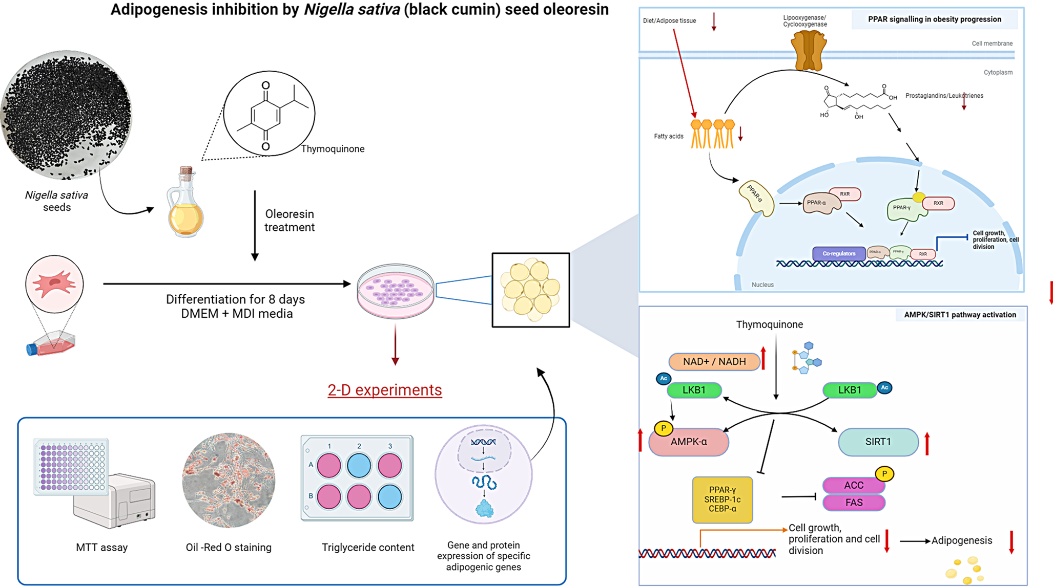 Anti-adipogenic activity of oleoresin from  seeds via modulation of PPAR-γ and C/EBP-α expression in 3T3-L1 adipocytes