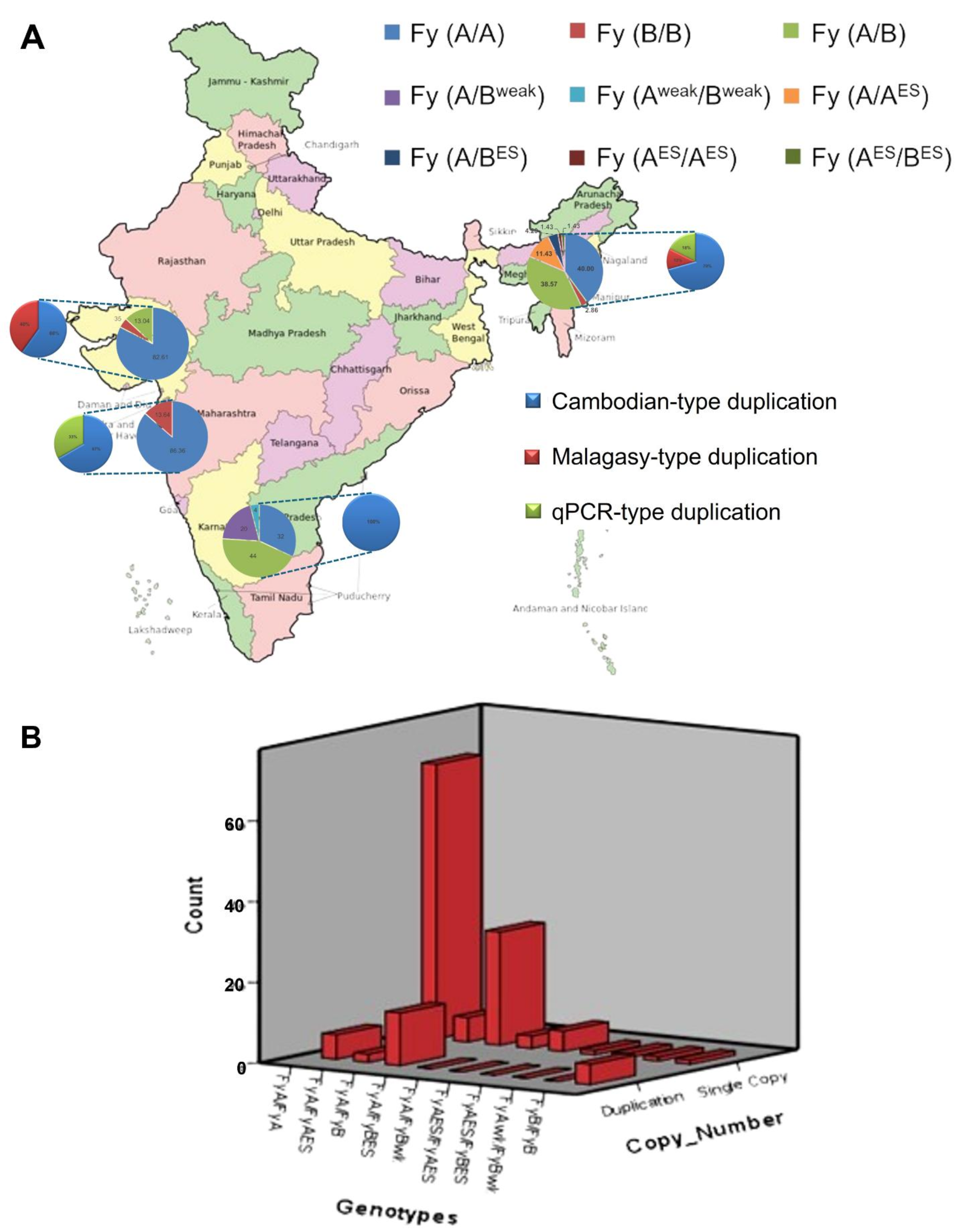 Duffy Binding Protein Ligand (PvDBP) gene duplication in Indian  Malaria isolates: implication for malaria research