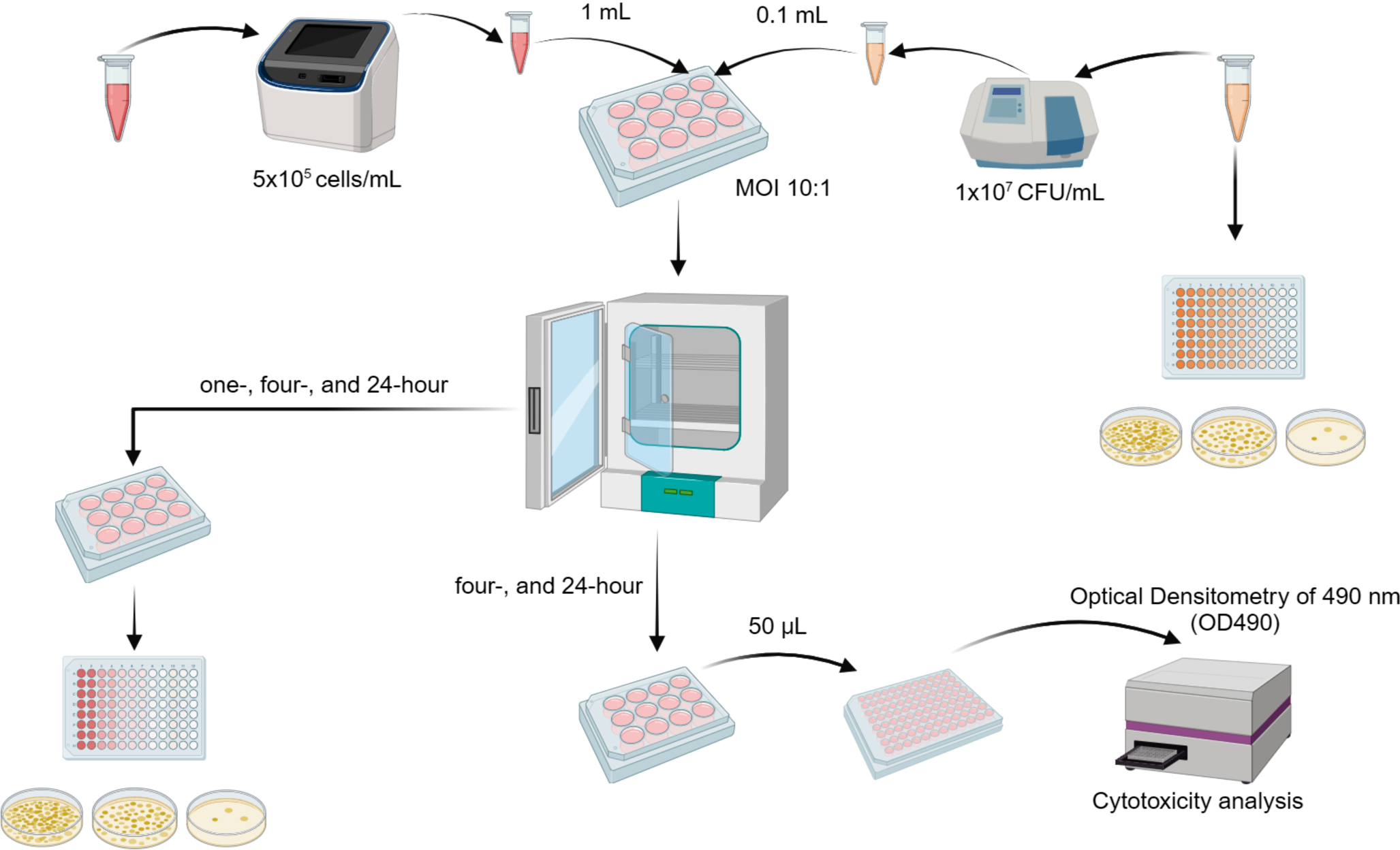 Deletions of A and A genes in  affect survival within chicken-derived HD-11 macrophages