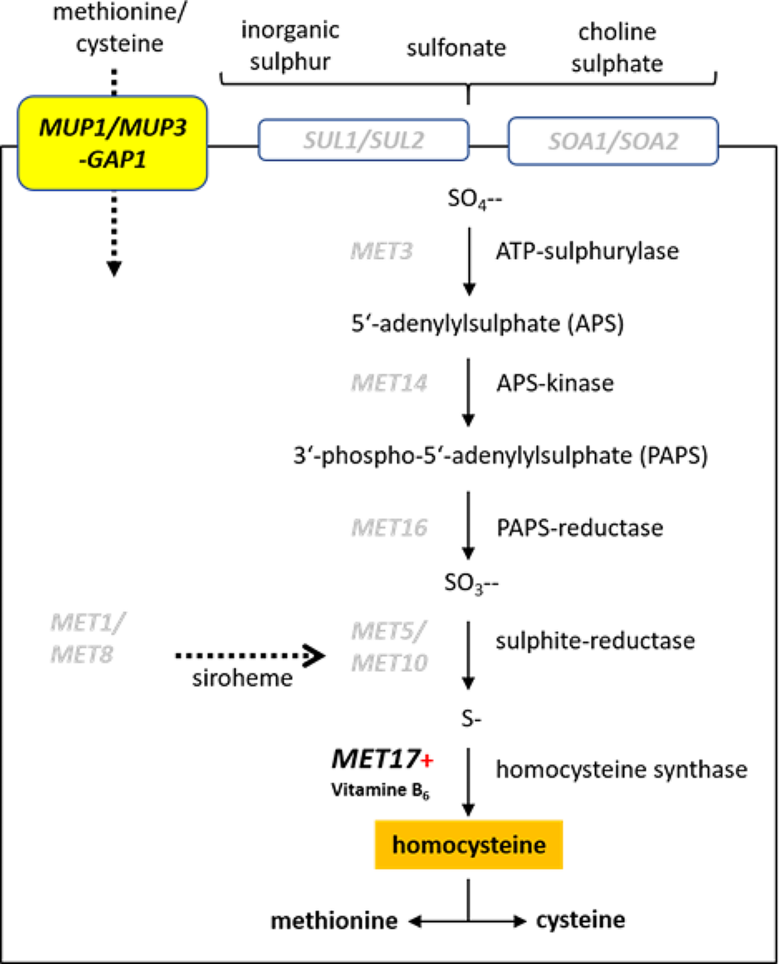 Use of the  promoter for regulated heterologous gene expression