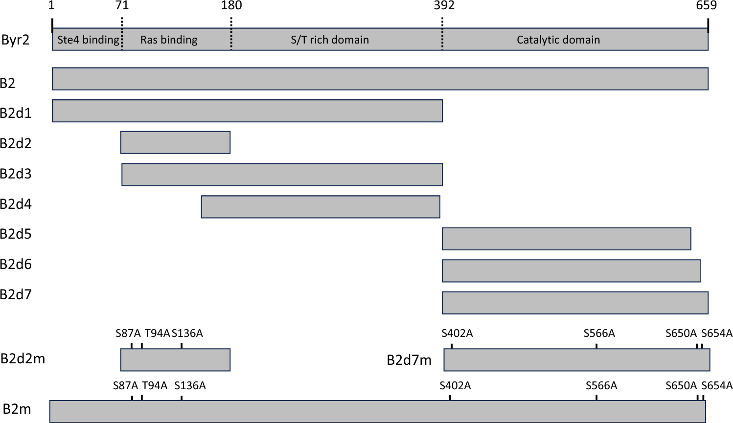 Mutational analyses of the interacting domains of  Byr2 with 14-3-3s