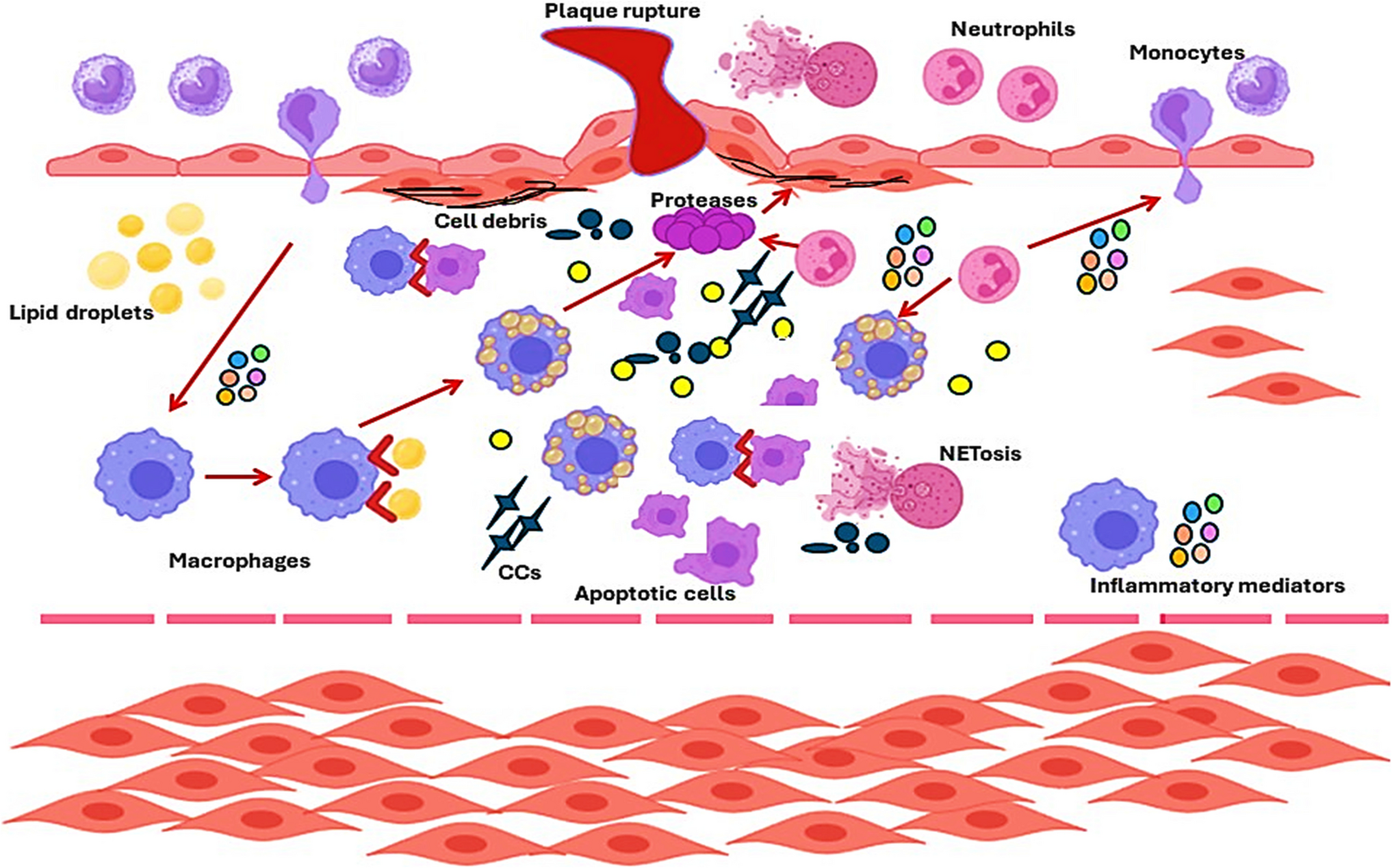 Insight into the Mechanistic role of Colchicine in Atherosclerosis