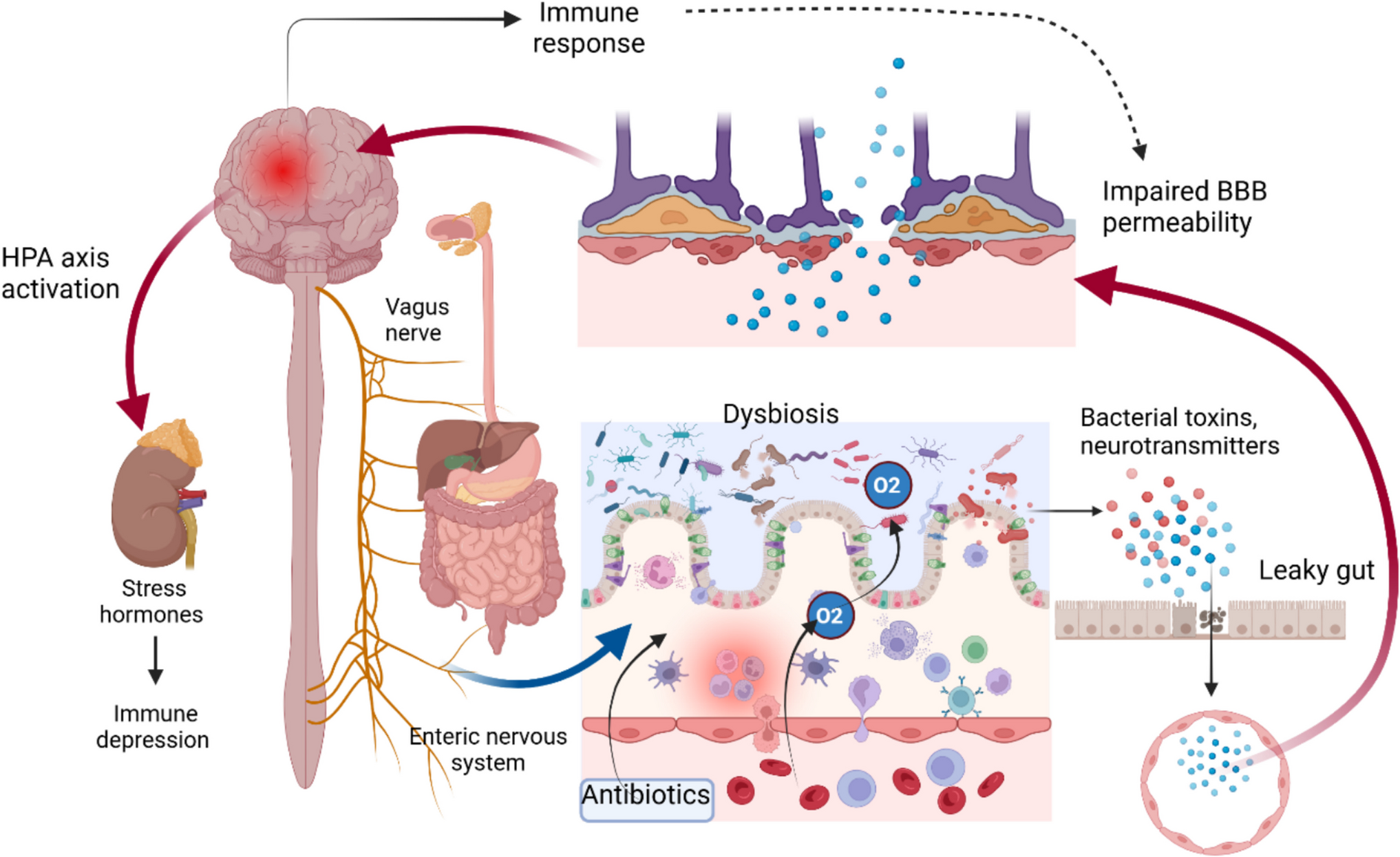 Traumatic Brain Injury and Gut Microbiome: The Role of the Gut-Brain Axis in Neurodegenerative Processes