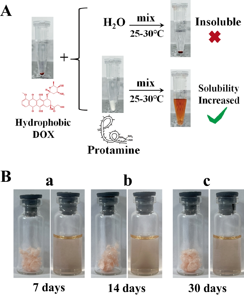 A Facile Way to Enhance the Therapeutic Efficacy of Hydrophobic Drugs via Amorphous Solid Dispersions