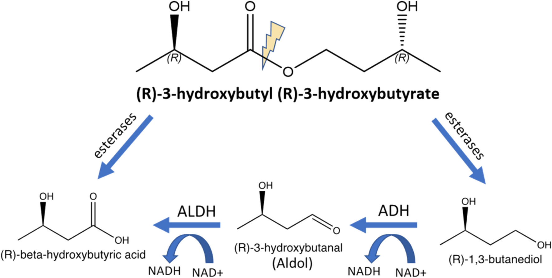 Characterizing the Hepatic Metabolic Pathway of Ketone Ester and Subsequent Metabolites Using Human and Rat Liver Fractions
