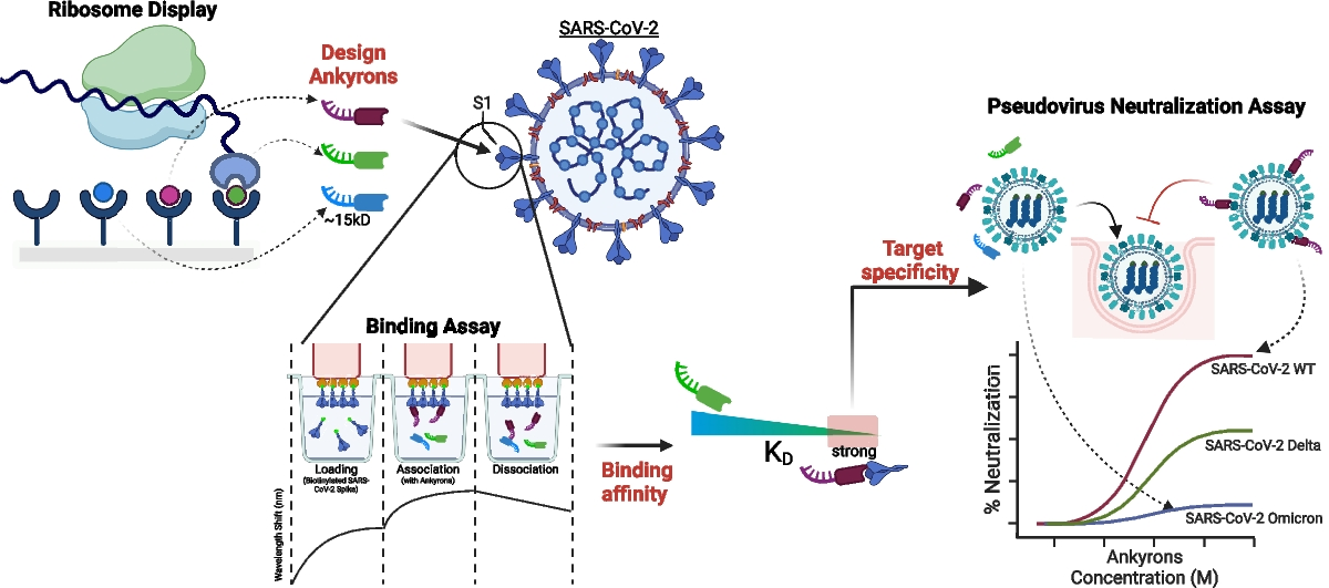Functional Activity and Binding Specificity of Small Ankyrin Repeat Proteins Called Ankyrons Against SARS-CoV-2 Variants
