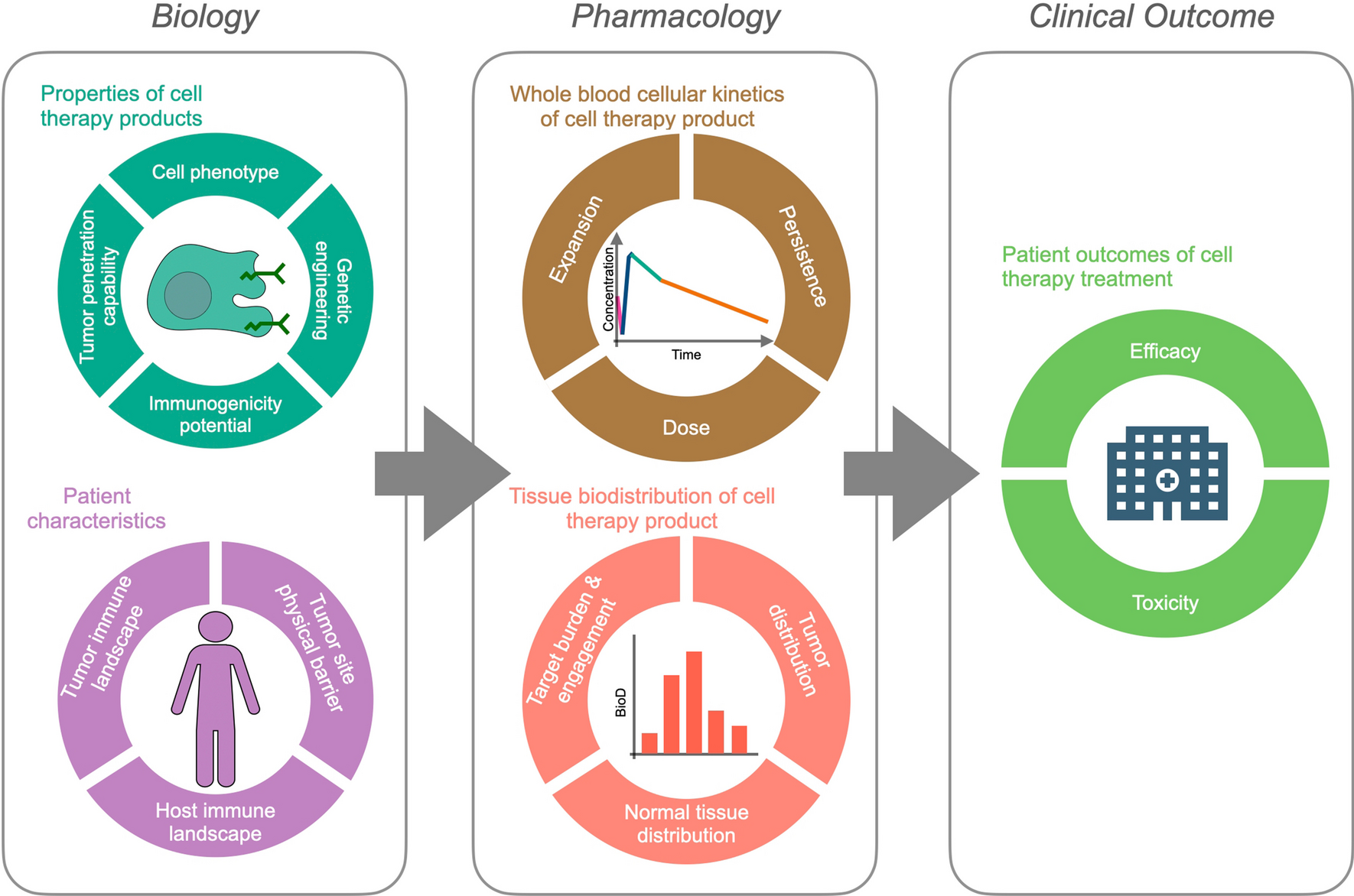 Cellular Kinetics and Biodistribution of Adoptive T Cell Therapies: from Biological Principles to Effects on Patient Outcomes