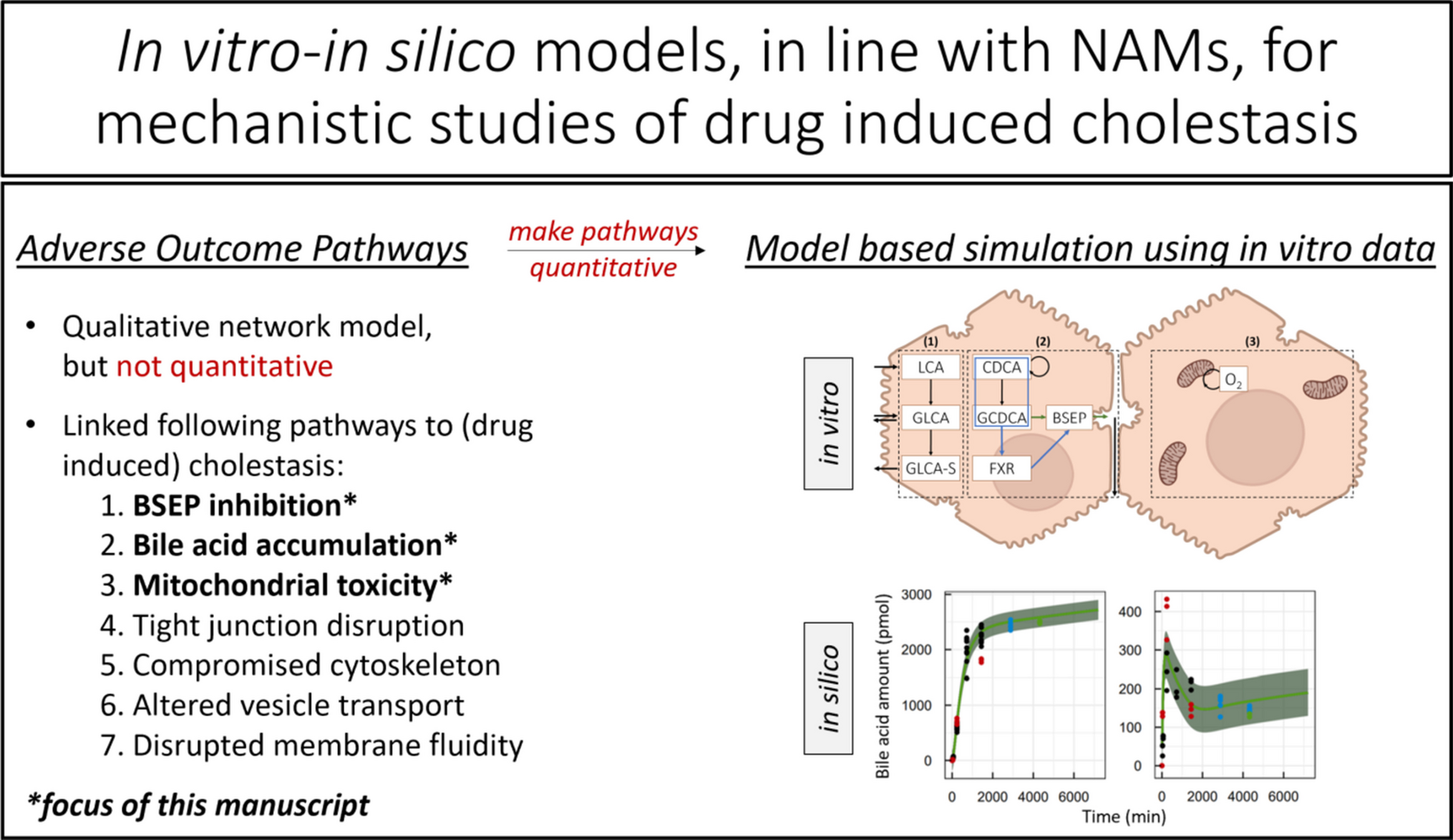 Models to Elucidate Mechanisms of Bile Acid Disposition and Cellular Aerobics in Human Hepatocytes
