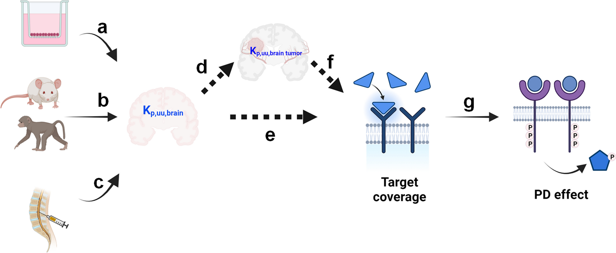 Considerations in K-based Strategy for Selecting CNS-targeted Drug Candidates with Sufficient Target Coverage and Substantial Pharmacodynamic Effect