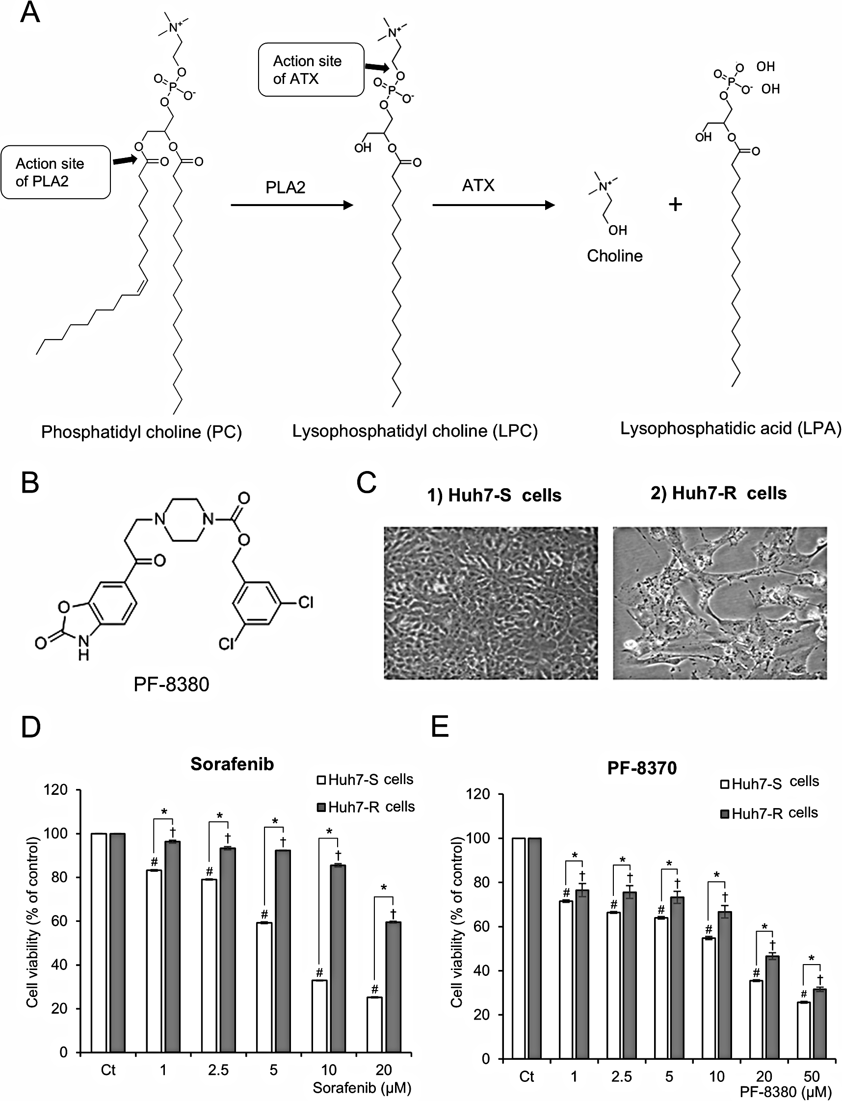 A novel strategy for sorafenib-resistant hepatocellular carcinoma: autotaxin Inhibition by PF-8380