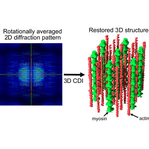 Restoration of the 3D structure of insect flight muscle from a rotationally averaged 2D X-ray diffraction pattern