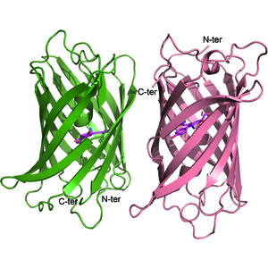 Structural basis for the fast maturation of pcStar, a photoconvertible fluorescent protein