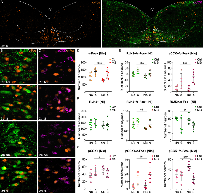 Early-life adversity alters adult nucleus incertus neurons: implications for neuronal mechanisms of increased stress and compulsive behavior vulnerability