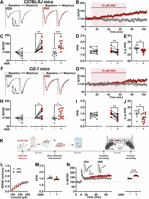 Rapid hippocampal synaptic potentiation induced by ketamine metabolite (2R,6R)-hydroxynorketamine persistently primes synaptic plasticity