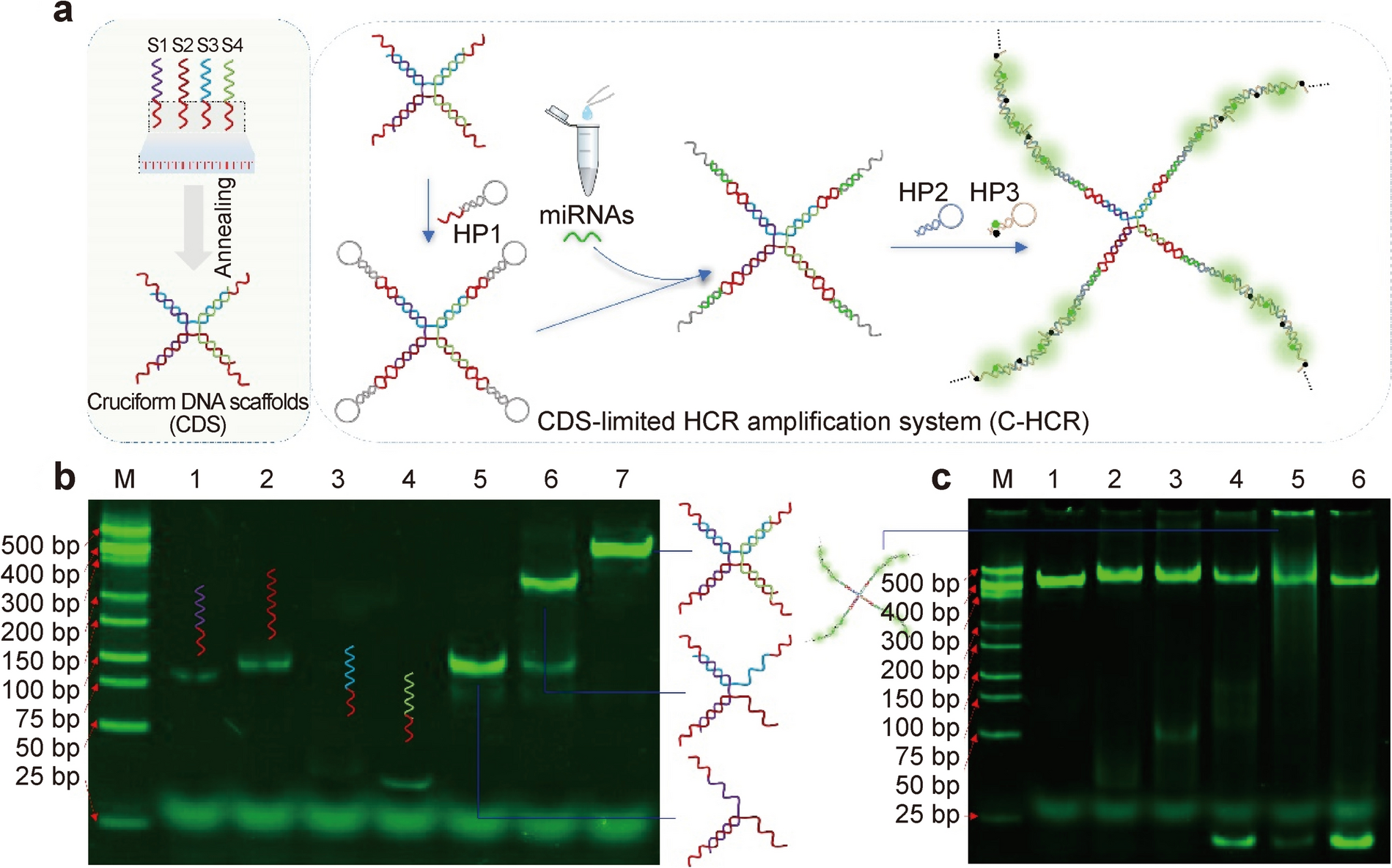 DNA Scaffold-Enhanced Hybrid Chain Reaction for Molecular Diagnosis of miRNAs