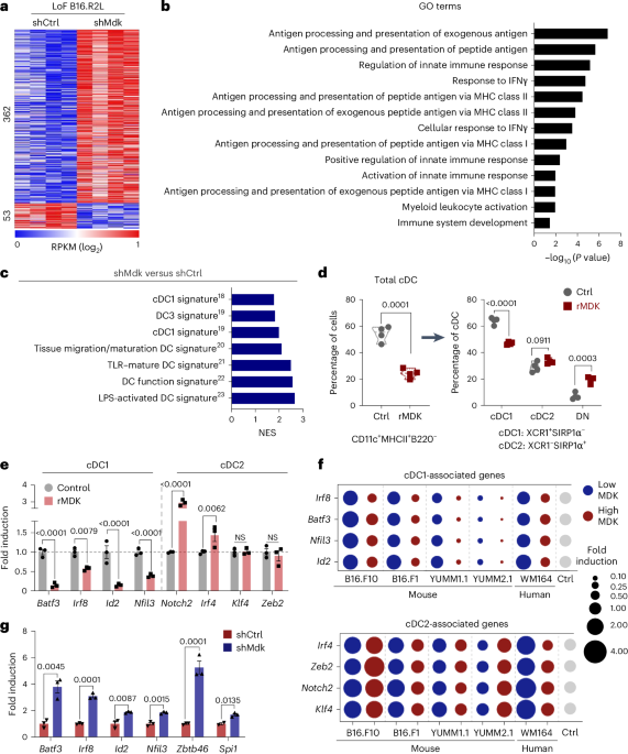 Systemic rewiring of dendritic cells by melanoma-secreted midkine impairs immune surveillance and response to immune checkpoint blockade