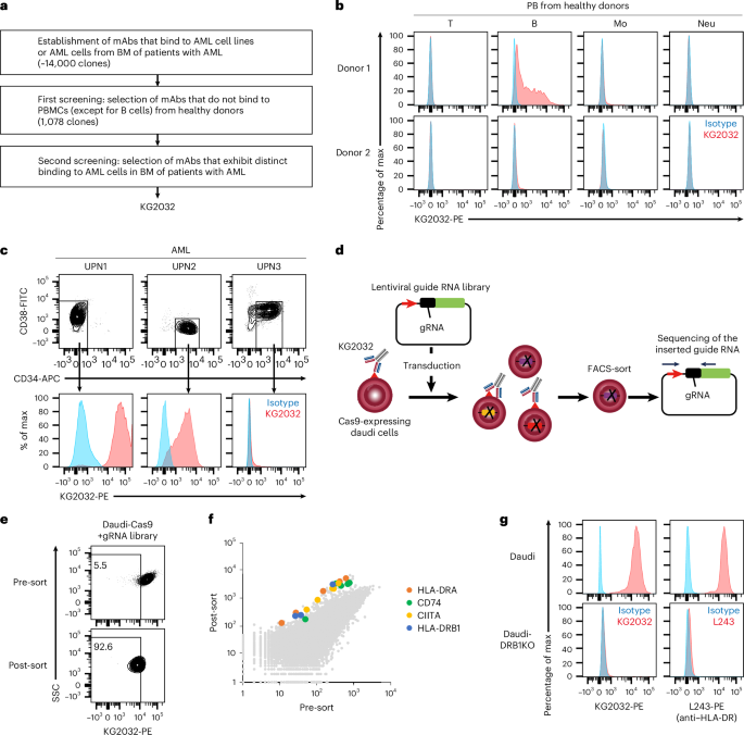 CAR T or NK cells targeting mismatched HLA-DR molecules in acute myeloid leukemia after allogeneic hematopoietic stem cell transplant