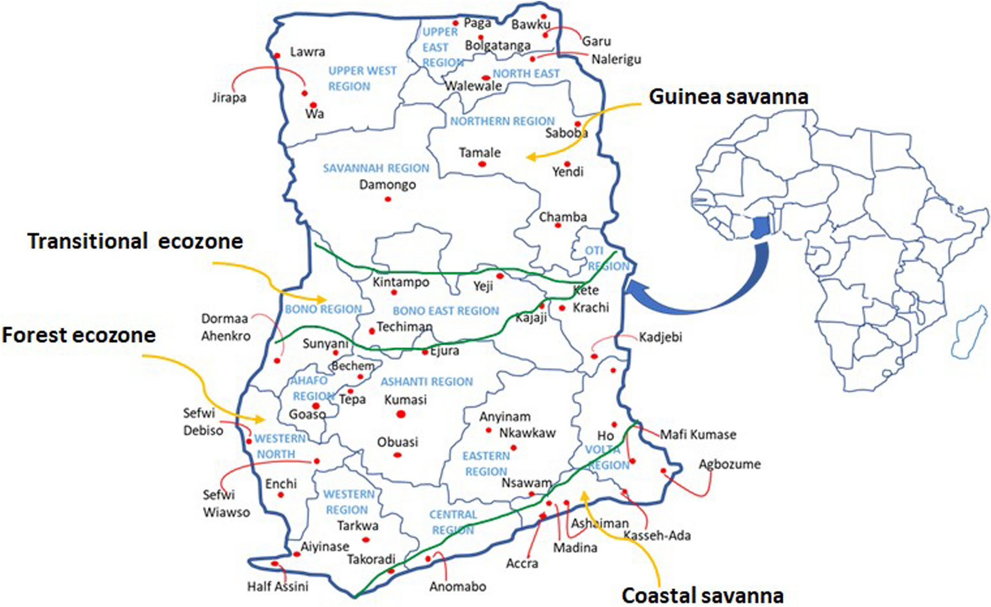 Animals traded for traditional medicine in Ghana: their zootherapeutic uses and implications for biodiversity conservation