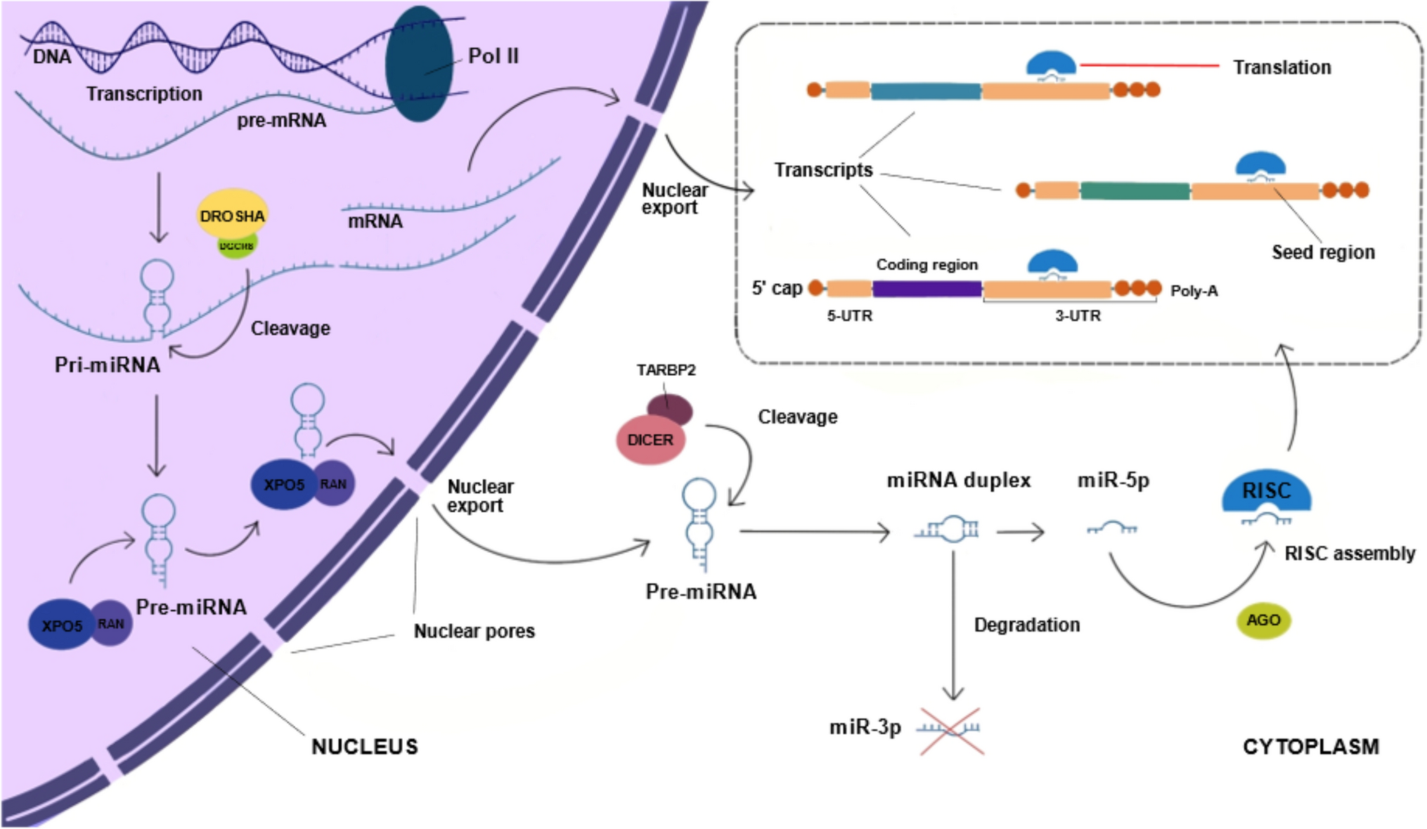 The role of miRNAs in the pathogenesis, diagnosis, and treatment of colorectal cancer and colitis-associated cancer