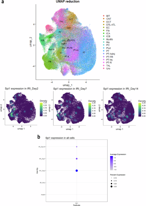 PU.1/Spi1 exacerbates ischemia-reperfusion induced acute kidney injury via upregulating Gata2 and promoting fibroblast activation