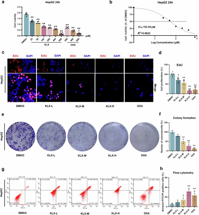 KLX ameliorates liver cancer progression by mediating ZBP1 transcription and ubiquitination and increasing ZBP1-induced PANoptosis