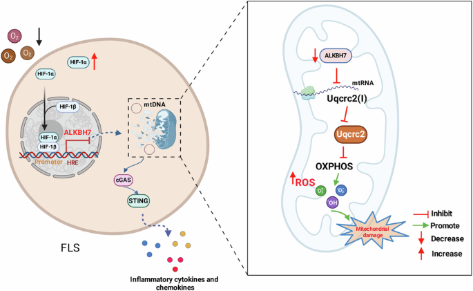 HIF-1α mediates mitochondrial damage by down-regulating ALKBH7 expression to promote the aberrant activation of FLS in rheumatoid arthritis