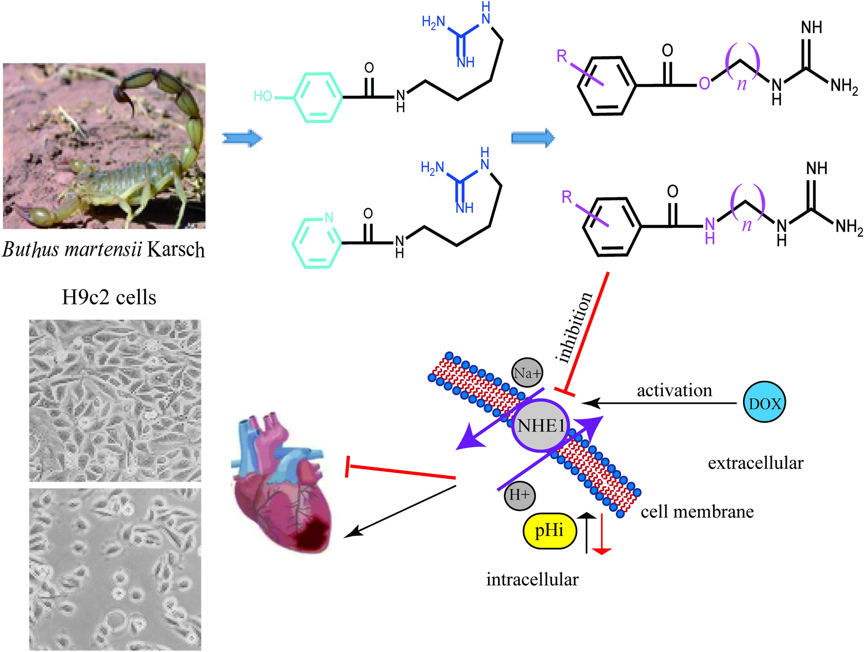 Design, synthesis and biological evaluation of buthutin derivatives as cardioprotective agents