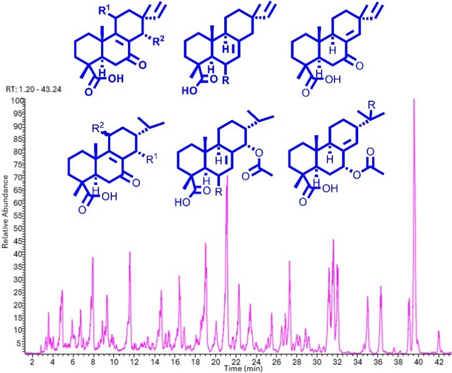 Diterpene chemical space of  Briq. aerial part