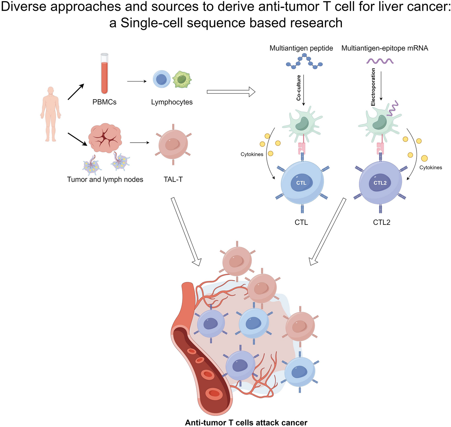 Diverse approaches and sources to derive antitumor T cell for liver cancer: a single-cell sequence based research