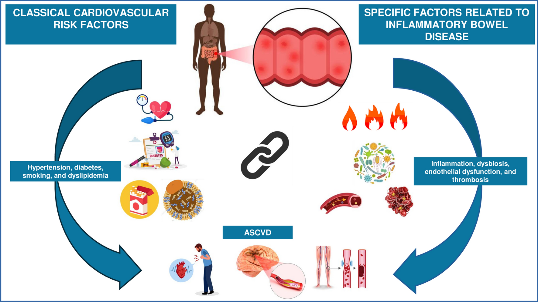 Management of Atherosclerotic Cardiovascular Risk in Inflammatory Bowel Disease: Current Perspectives