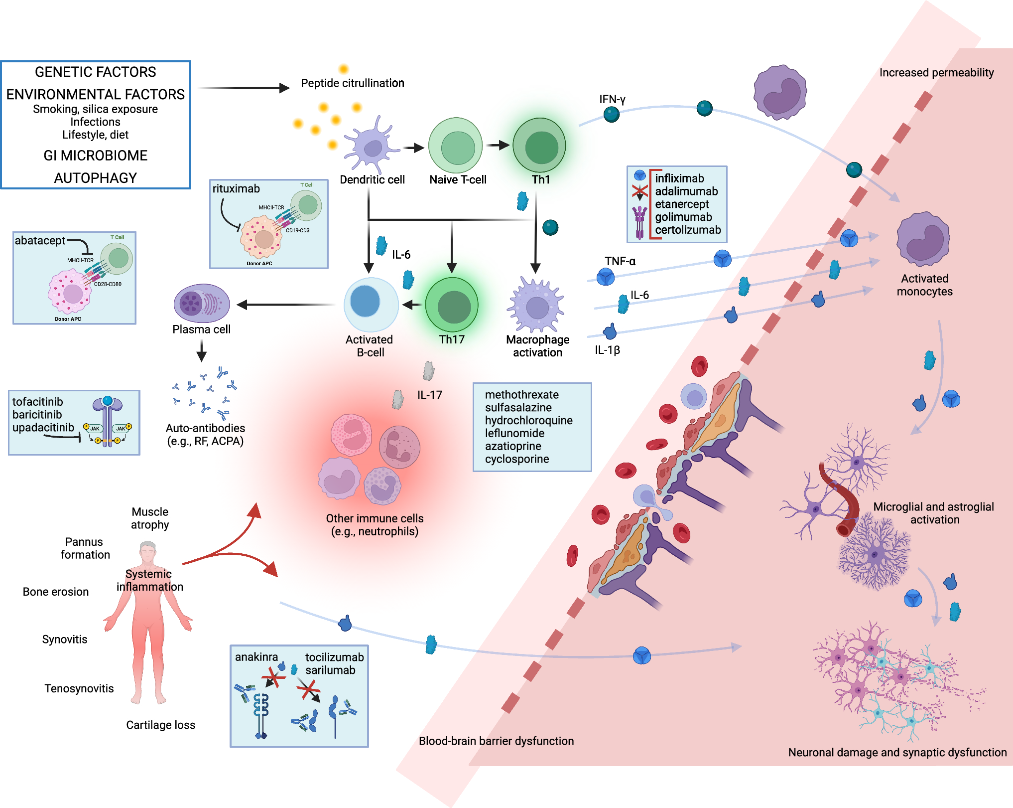 Impact of Disease-Modifying Antirheumatic Drugs on Cognitive Function in Older Adults with Rheumatoid Arthritis