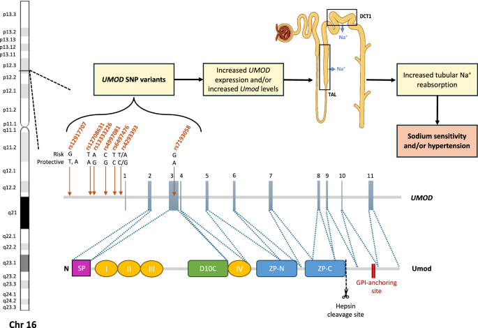 A salty symphony: unraveling the tale of uromodulin and sodium sensitivity