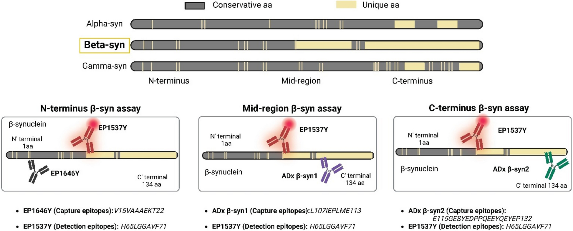 Novel CSF β-synuclein-specific assays signal early synaptic degeneration in Alzheimer’s disease