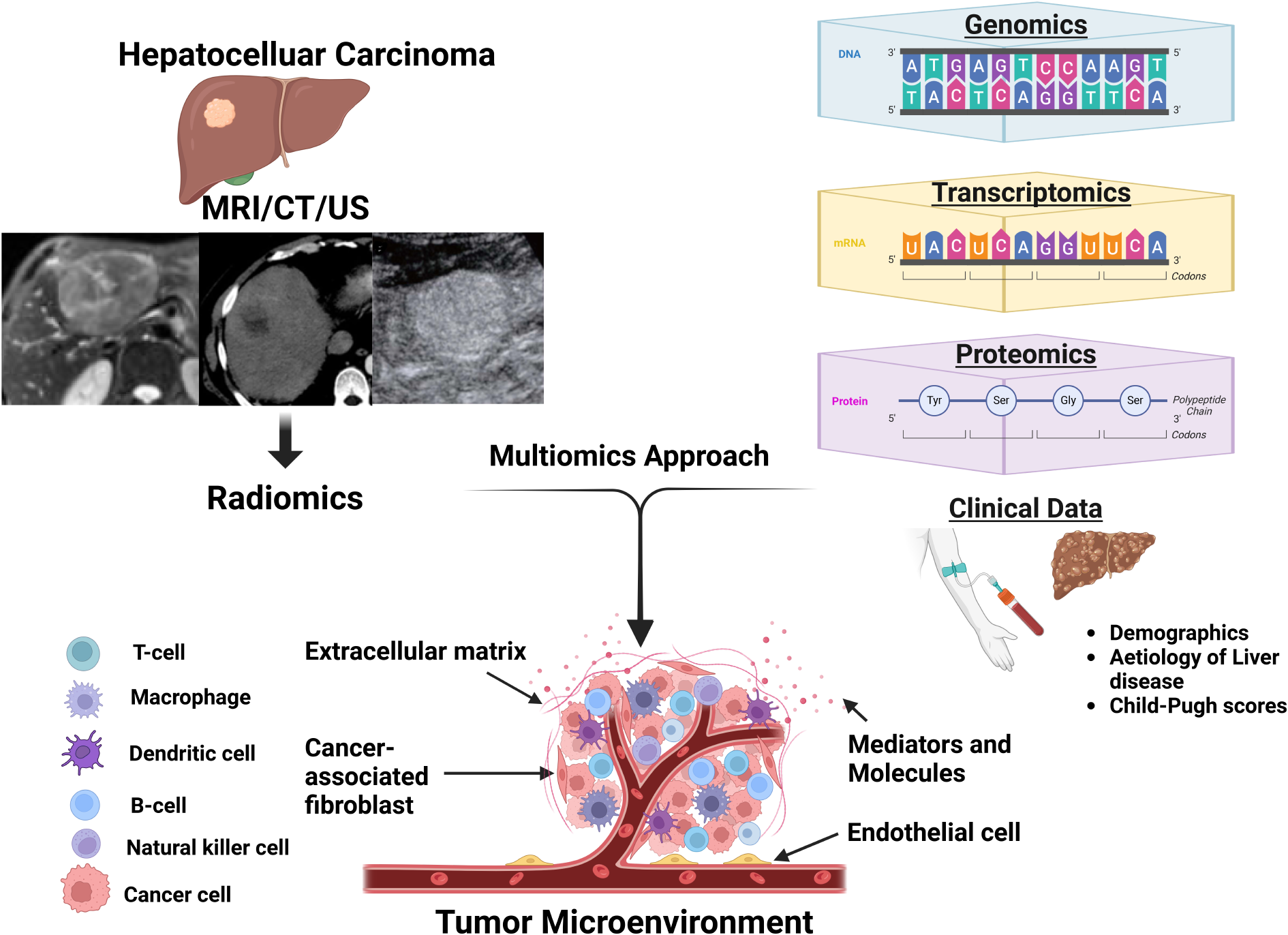 Current applications of radiomics in the assessment of tumor microenvironment of hepatocellular carcinoma