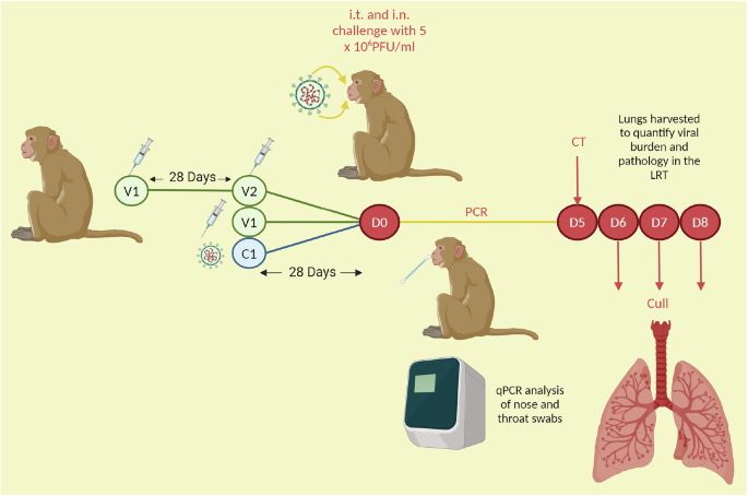 A systems biology approach to define SARS-CoV-2 correlates of protection