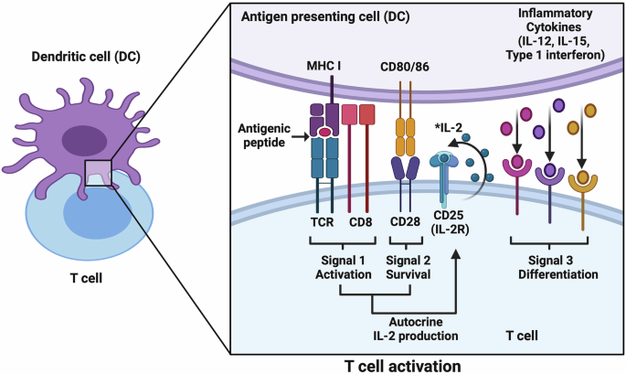 Multi-disciplinary approaches paving the way for clinically effective peptide vaccines for cancer