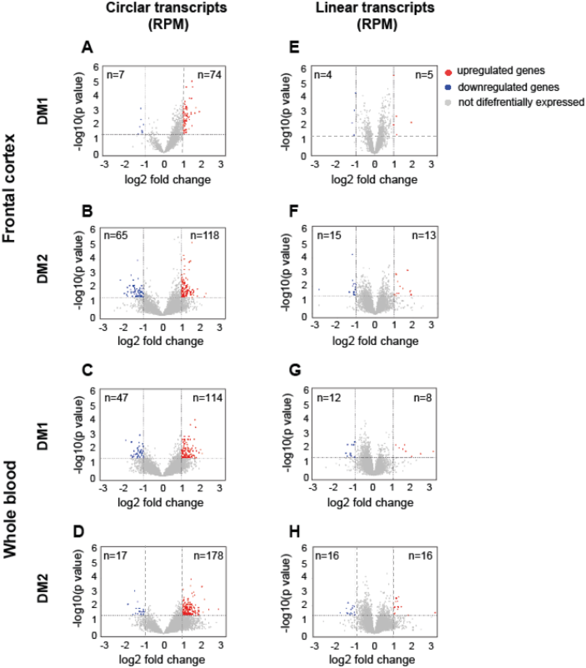 Global dysregulation of circular RNAs in frontal cortex and whole blood from DM1 and DM2