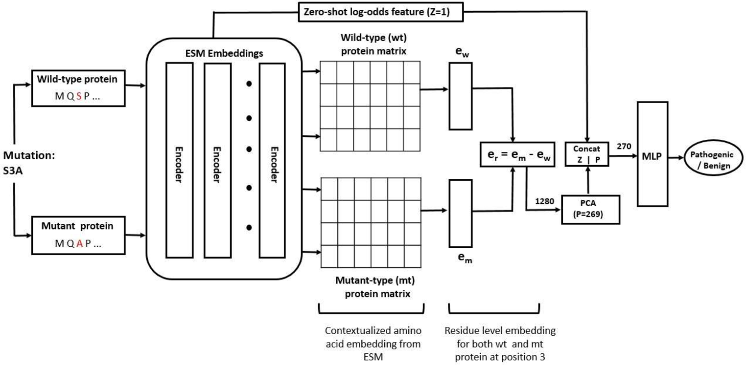 An augmented transformer model trained on protein family specific variant data leads to improved prediction of variants of uncertain significance