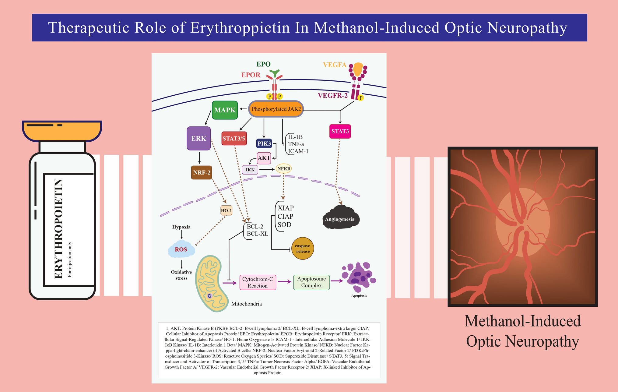 Therapeutic role of erythropoietin in methanol induced optic neuropathy: a systematic review