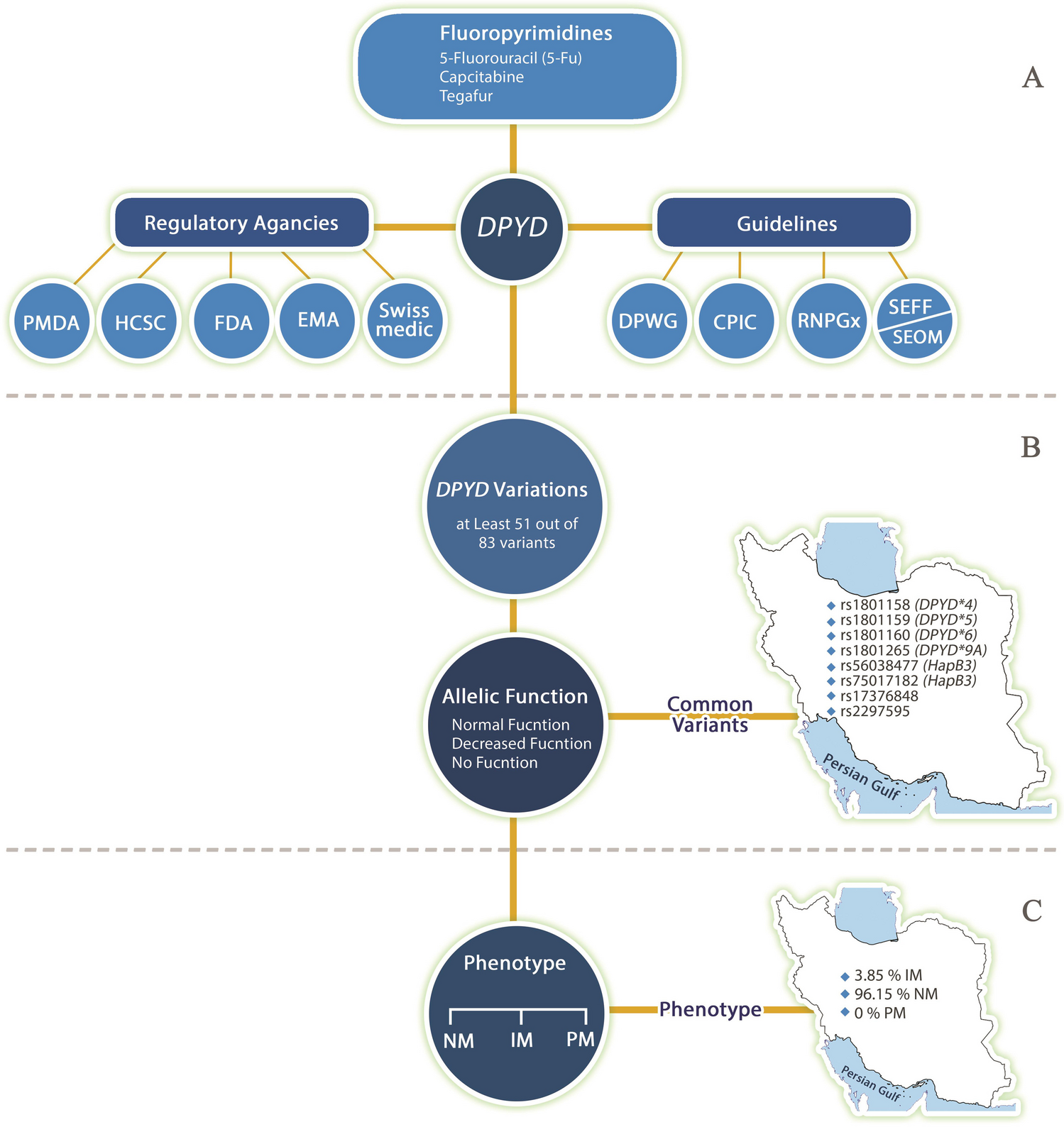 Pharmacogenetic DPYD allele variant frequencies: A comprehensive analysis across an ancestrally diverse Iranian population