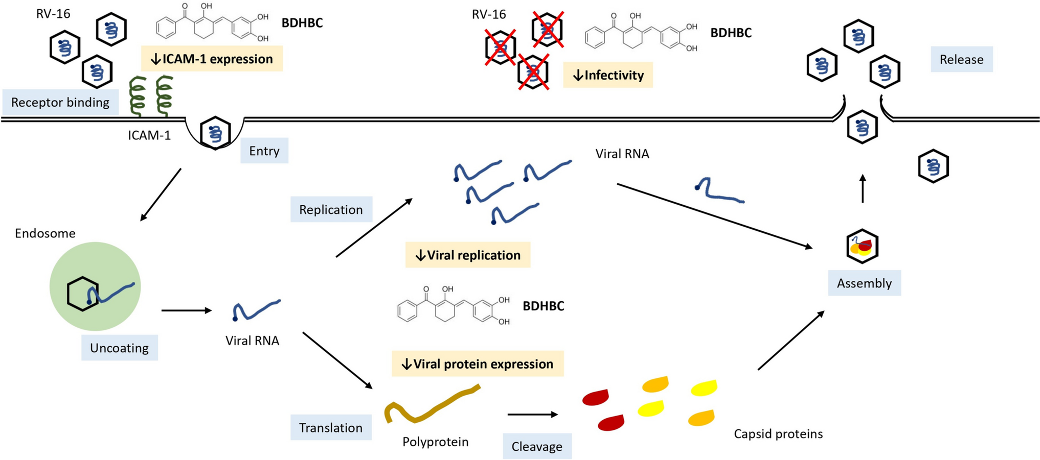 A synthetic curcumin-like diarylpentanoid analog inhibits rhinovirus infection in H1 hela cells via multiple antiviral mechanisms