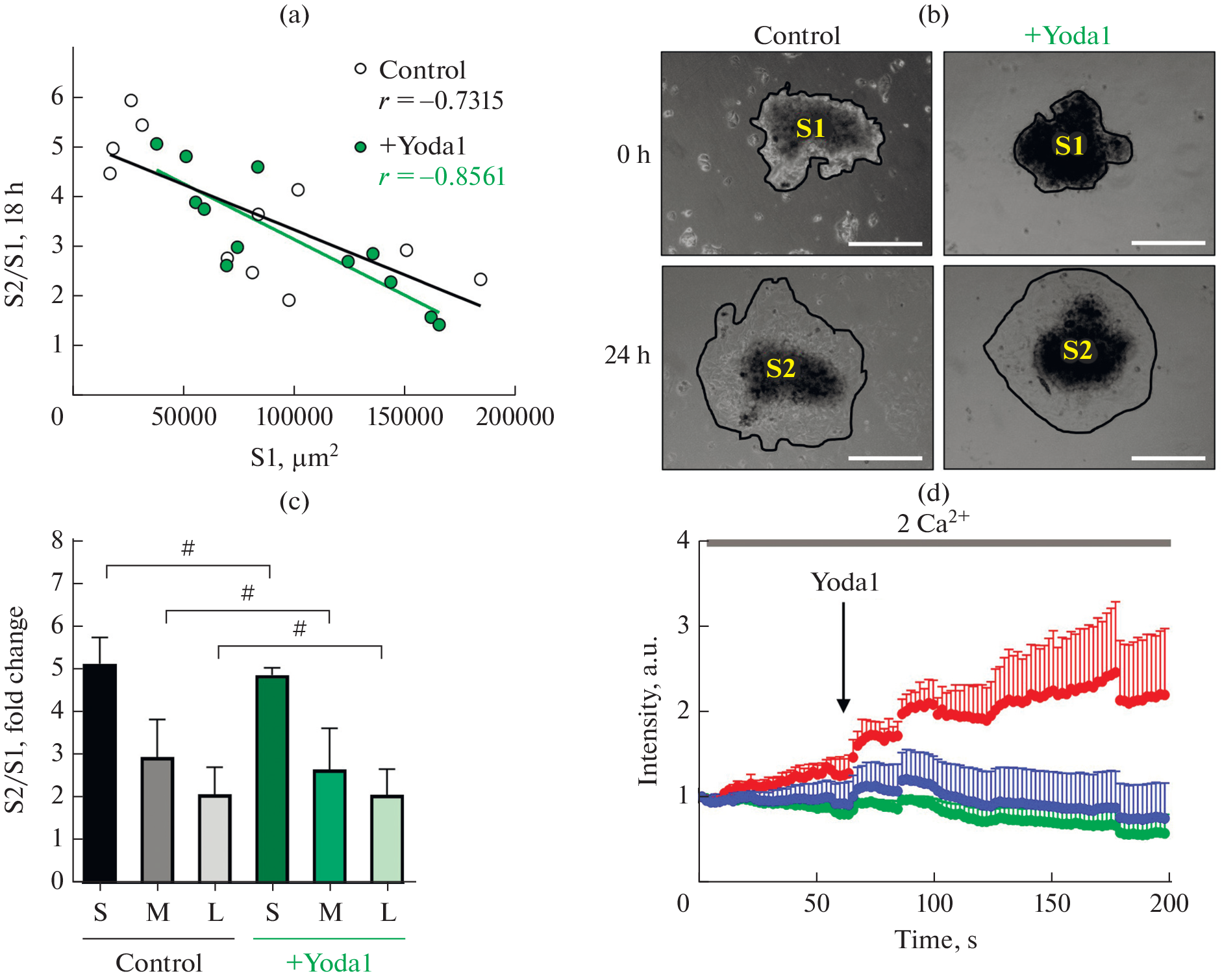 Searching for the Role of Mechanosensitive PIEZO1 Channel in Cell Motility and Migration of Human Aggressive Melanoma SK-MEL-2 Cells