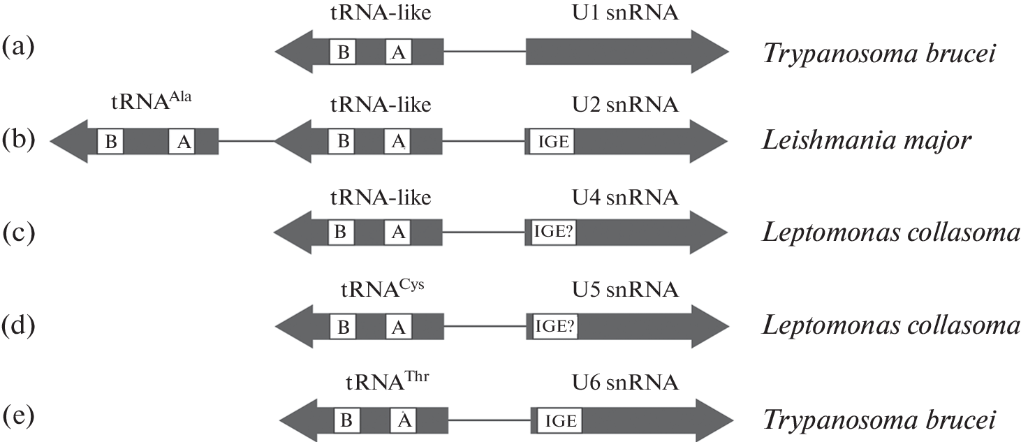 Expanding the Genetic Code in : A Novel Platform for Membrane Protein Expression with Unnatural Amino Acids