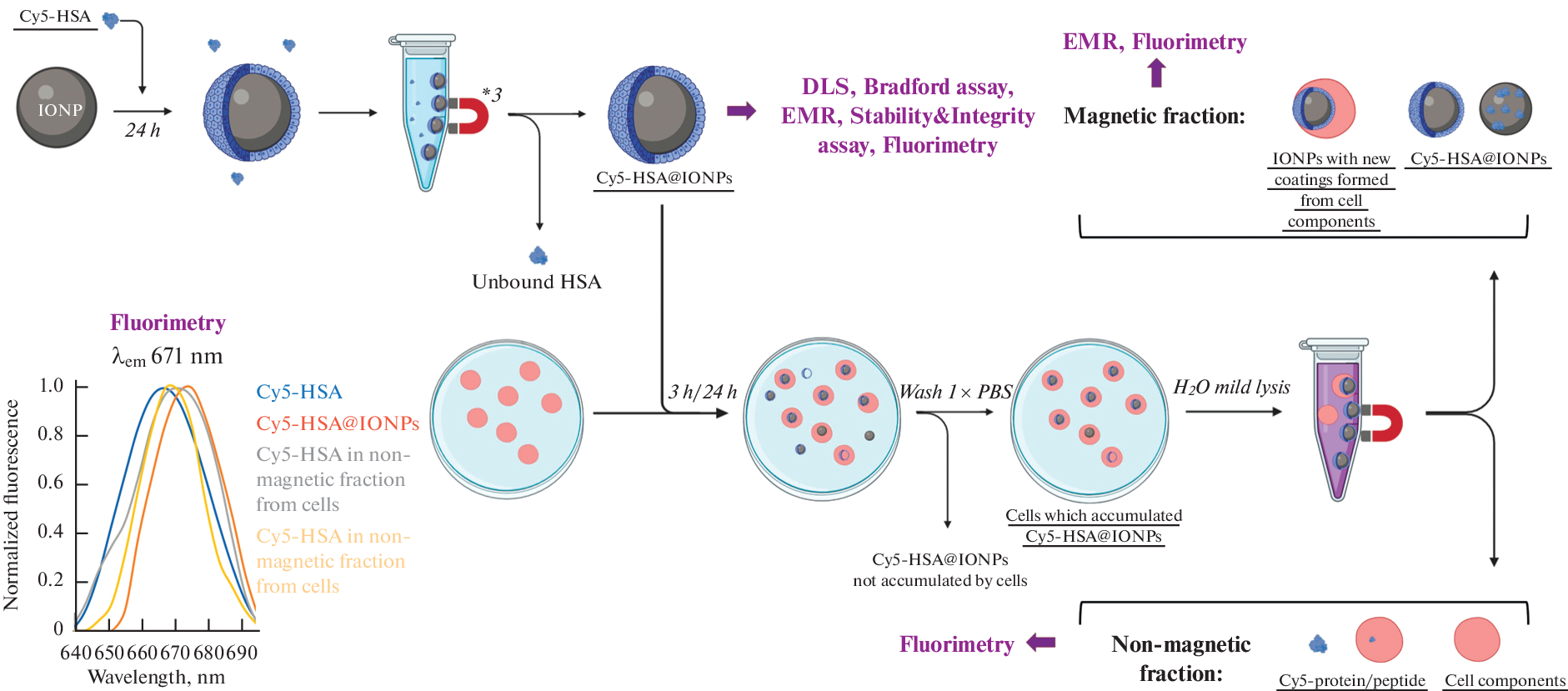 Nanosystems Consisting of Iron Oxide and Serum Albumin As a Platform for Drug Delivery into Cells: Analysis of the Cy5-HSA@IONPs Nanosystem Components before and after Accumulation by Tumor Cells