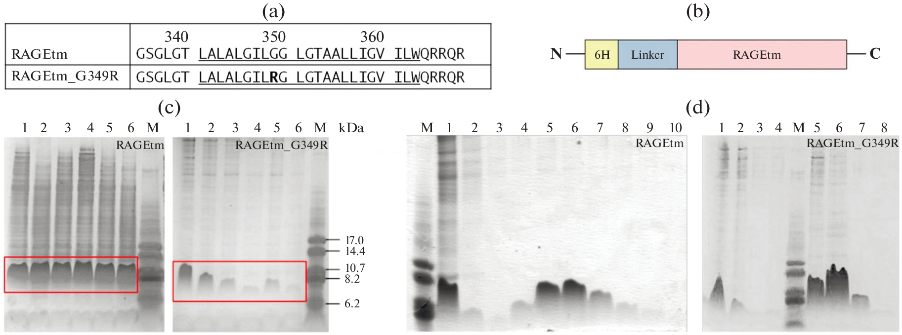 Expression and Purification of Transmembrane Domain of RAGE for Structural-Dynamic NMR Studies