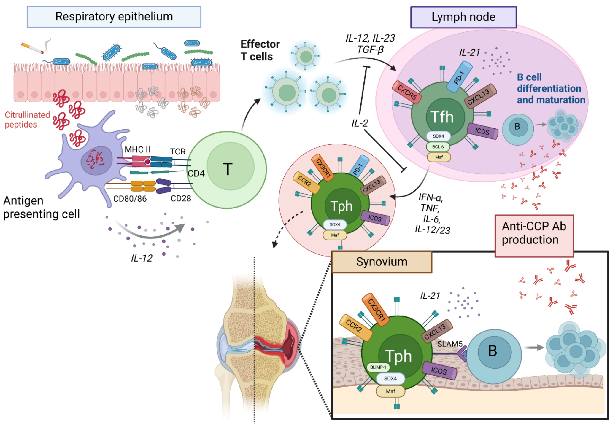 T Cell Dysregulation in Rheumatoid Arthritis: from Genetic Susceptibility to Established Disease