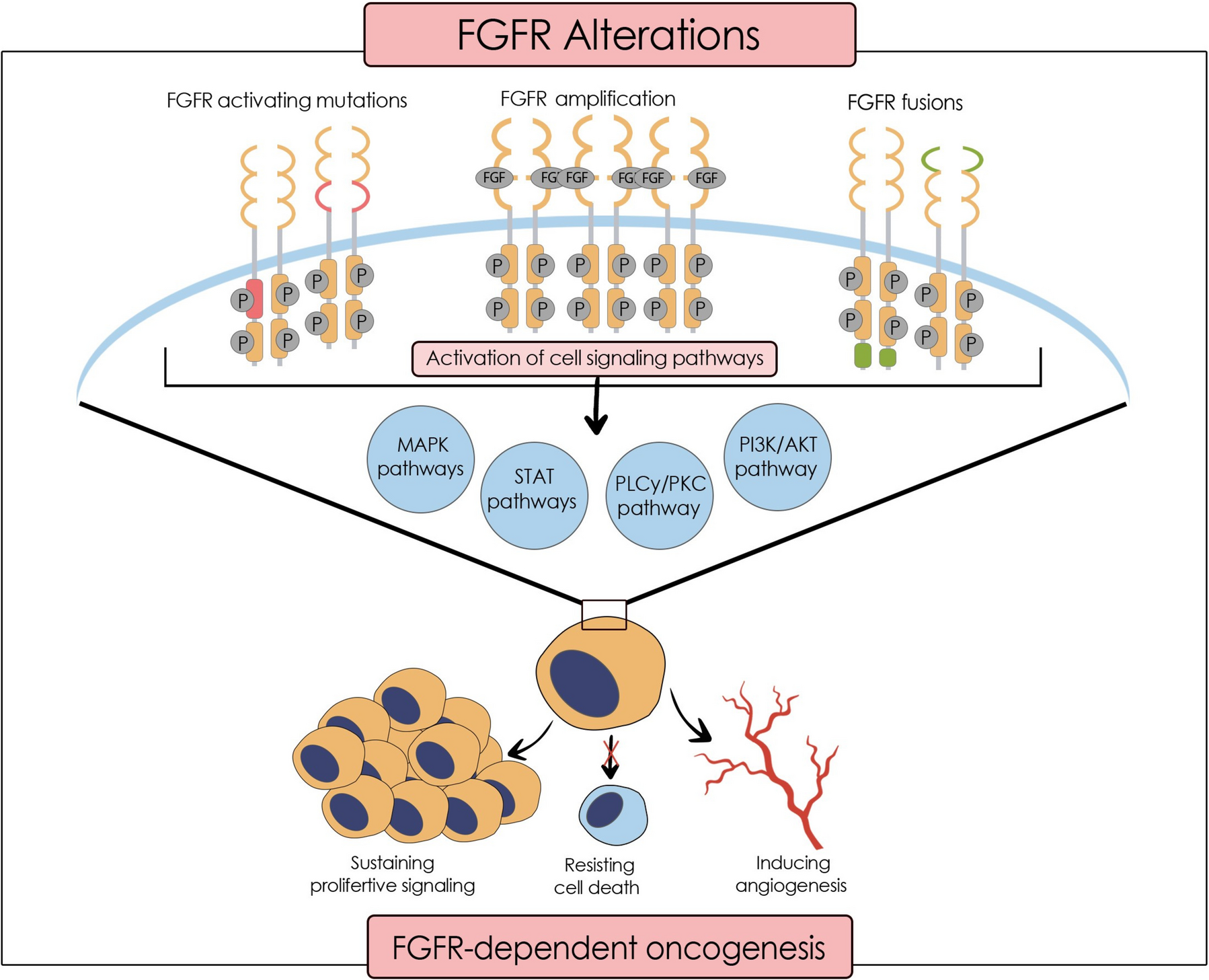 FGFR as a Predictive Marker for Targeted Therapy in Gastrointestinal Malignancies: A Systematic Review